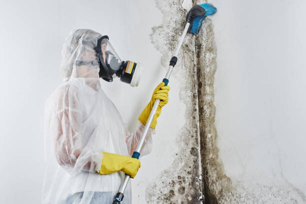 Best Mold Testing  in Warrenton, GA