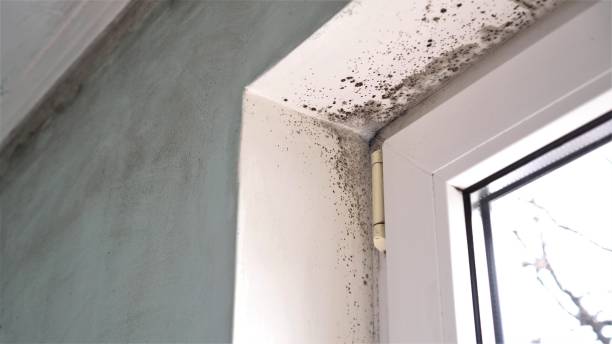 Best Mold Testing  in Warrenton, GA