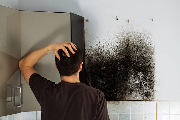 Best Mold Remediation Experts  in Warrenton, GA